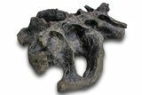 Fossil Ceratopsid (Achelousaurus) Sacrum - Montana #264988-2
